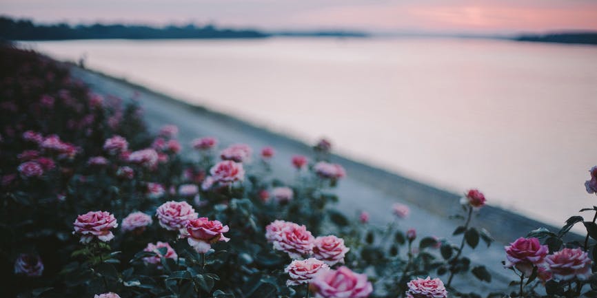 A rose garden by a river in blue-pink light.