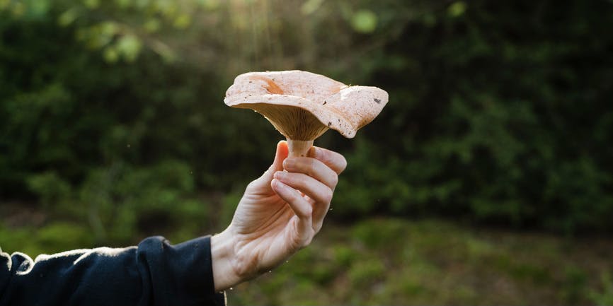 Una mano blanca y sujetando un gran hongo rosado recién recogido del bosque.