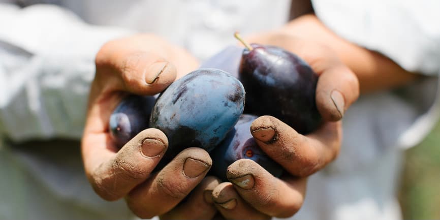 Close-up of a farmer with dirt on her hands and around her fingernails, holding fresh plums she just harvested in Santa Cruz, California.