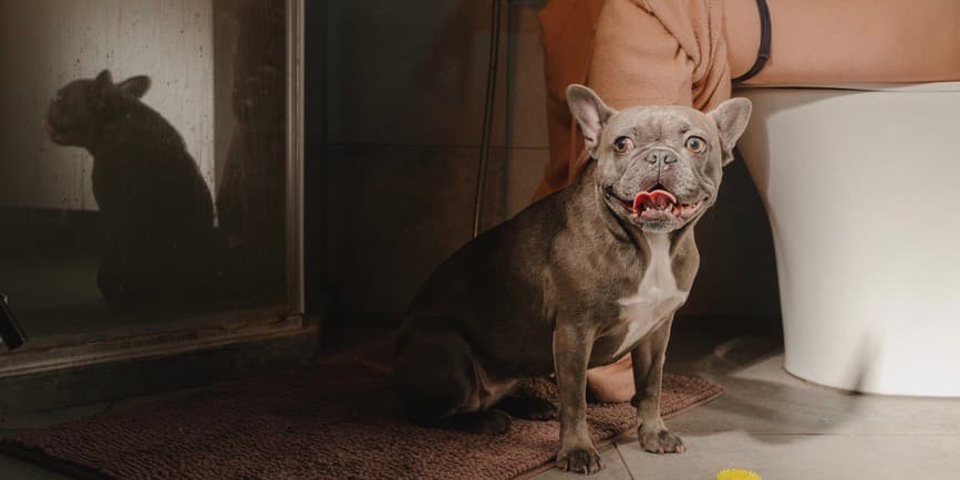 Lindo bulldog francés sentado en el suelo cerca de una cosecha, dueña anónima embarazada en el inodoro del baño de su casa.